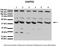 GA Binding Protein Transcription Factor Subunit Beta 1 antibody, 31-227, ProSci, Immunohistochemistry paraffin image 