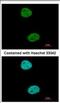 TFIIIC90 antibody, NBP2-16763, Novus Biologicals, Immunofluorescence image 