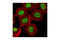 Cyclin Dependent Kinase 9 antibody, 2316S, Cell Signaling Technology, Immunofluorescence image 