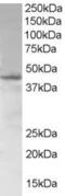 SAM Domain, SH3 Domain And Nuclear Localization Signals 1 antibody, LS-C55432, Lifespan Biosciences, Western Blot image 