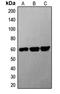 G3BP Stress Granule Assembly Factor 1 antibody, LS-C353243, Lifespan Biosciences, Western Blot image 