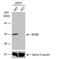 Enoyl-CoA Hydratase 1 antibody, NBP2-16261, Novus Biologicals, Western Blot image 