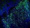 Melan-A antibody, NBP2-44386, Novus Biologicals, Immunohistochemistry frozen image 