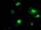 PNMT antibody, LS-C172924, Lifespan Biosciences, Immunofluorescence image 