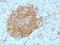 POU Class 2 Homeobox Associating Factor 1 antibody, NBP2-75757, Novus Biologicals, Immunohistochemistry paraffin image 