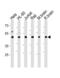 C-Terminal Binding Protein 1 antibody, 58-195, ProSci, Western Blot image 