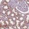Zinc Finger Protein 605 antibody, NBP2-46868, Novus Biologicals, Immunohistochemistry paraffin image 