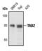 TGF-Beta Activated Kinase 1 (MAP3K7) Binding Protein 2 antibody, PA5-17315, Invitrogen Antibodies, Western Blot image 