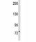 DGCR8 Microprocessor Complex Subunit antibody, F51435-0.4ML, NSJ Bioreagents, Western Blot image 