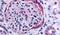 Pipp antibody, PA5-33858, Invitrogen Antibodies, Immunohistochemistry frozen image 