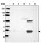 Glutathione S-Transferase Zeta 1 antibody, PA5-52088, Invitrogen Antibodies, Western Blot image 