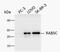 RAB5C, Member RAS Oncogene Family antibody, NBP1-80858, Novus Biologicals, Western Blot image 