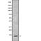 Protein Phosphatase 1 Regulatory Inhibitor Subunit 1C antibody, PA5-68284, Invitrogen Antibodies, Western Blot image 