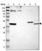 FUT2 antibody, NBP1-80775, Novus Biologicals, Western Blot image 