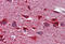 Glutamic-Oxaloacetic Transaminase 2 antibody, MBS245898, MyBioSource, Immunohistochemistry frozen image 