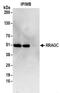 Ras Related GTP Binding C antibody, NBP2-32084, Novus Biologicals, Immunoprecipitation image 