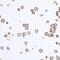 PVR Cell Adhesion Molecule antibody, NBP2-78711, Novus Biologicals, Immunohistochemistry frozen image 