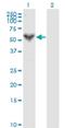 Perforin-1 antibody, H00005551-M04, Novus Biologicals, Western Blot image 