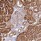 Histidase antibody, NBP1-89695, Novus Biologicals, Immunohistochemistry frozen image 