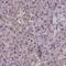 Leucine Rich Repeat Containing 4B antibody, NBP2-31736, Novus Biologicals, Immunohistochemistry frozen image 