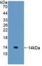 Ubiquilin 2 antibody, abx130880, Abbexa, Western Blot image 