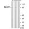 Transcription elongation factor B polypeptide 3 antibody, A10175, Boster Biological Technology, Western Blot image 