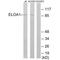 Elongin A antibody, A10175, Boster Biological Technology, Western Blot image 