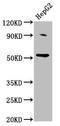 U2 Small Nuclear RNA Auxiliary Factor 2 antibody, LS-C671161, Lifespan Biosciences, Western Blot image 
