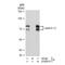 Lamin A/C antibody, GTX00774, GeneTex, Immunoprecipitation image 