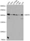 GRB10 Interacting GYF Protein 2 antibody, A04303, Boster Biological Technology, Western Blot image 
