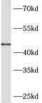 CXADR Like Membrane Protein antibody, FNab00619, FineTest, Western Blot image 