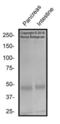 MAF BZIP Transcription Factor antibody, NBP2-24551, Novus Biologicals, Western Blot image 