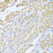 Interleukin 18 Binding Protein antibody, 22-228, ProSci, Immunohistochemistry frozen image 