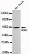 Creatine Kinase, Mitochondrial 2 antibody, GTX49206, GeneTex, Western Blot image 
