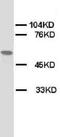 Cholinergic Receptor Nicotinic Alpha 1 Subunit antibody, LS-C171943, Lifespan Biosciences, Western Blot image 