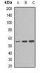 Cytochrome P450 2C9 antibody, abx141323, Abbexa, Western Blot image 