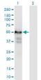 Pleiotropic Regulator 1 antibody, H00005356-M06, Novus Biologicals, Western Blot image 