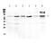 Hydroxysteroid 17-Beta Dehydrogenase 4 antibody, PA5-79404, Invitrogen Antibodies, Western Blot image 