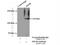 Eukaryotic translation initiation factor 3 subunit B antibody, 10319-1-AP, Proteintech Group, Immunoprecipitation image 