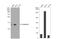 Galectin 1 antibody, NBP2-16580, Novus Biologicals, Western Blot image 