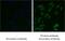 Estrogen Receptor 2 antibody, PA1-310B, Invitrogen Antibodies, Immunofluorescence image 