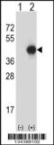 G Protein Subunit Alpha I2 antibody, 57-720, ProSci, Western Blot image 