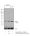 PAC1 antibody, GTX79395, GeneTex, Western Blot image 