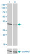 CRK Like Proto-Oncogene, Adaptor Protein antibody, LS-C196966, Lifespan Biosciences, Western Blot image 