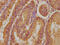 Lysophosphatidic Acid Receptor 4 antibody, CSB-PA013050LA01HU, Cusabio, Immunohistochemistry frozen image 