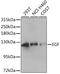 Epidermal Growth Factor antibody, LS-C748658, Lifespan Biosciences, Western Blot image 