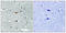 Serine/Threonine Kinase 39 antibody, LS-C199616, Lifespan Biosciences, Immunohistochemistry frozen image 