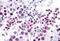 High Mobility Group Box 1 antibody, MBS245591, MyBioSource, Immunohistochemistry frozen image 