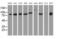 Diacylglycerol Kinase Beta antibody, MA5-25167, Invitrogen Antibodies, Western Blot image 