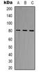 BCL2 Associated Athanogene 3 antibody, orb319054, Biorbyt, Western Blot image 